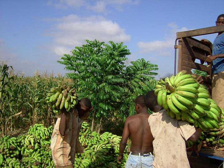 Banana Farm Workers